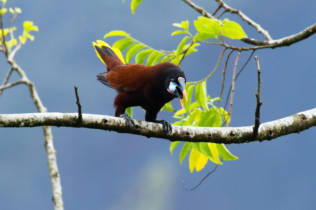 A Montezuma Oropendola displays to attract a mate